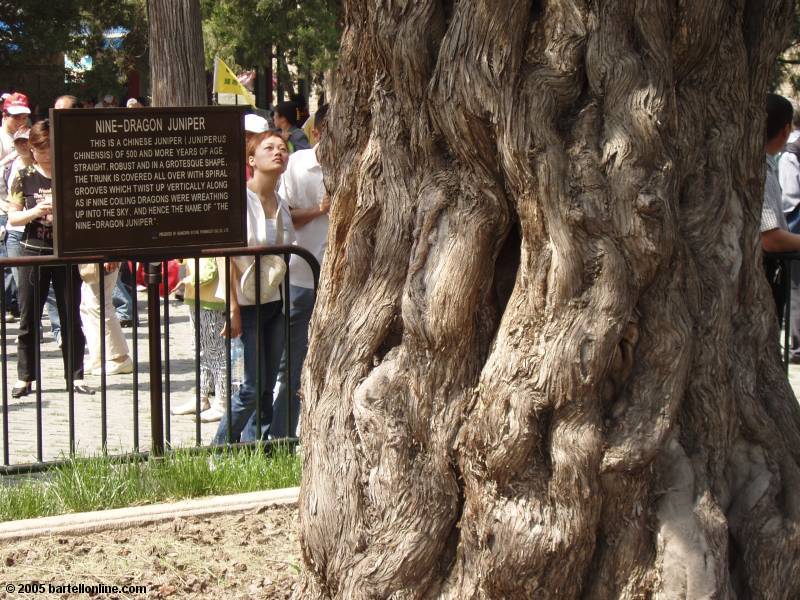 Nine Dragon Juniper tree in Temple of Heaven park, Beijing, China