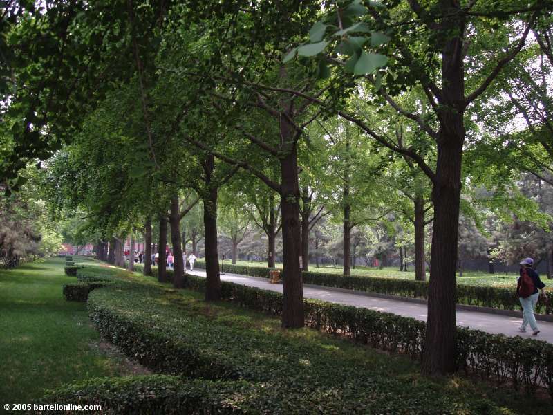 Garden in the Lama Temple (Yonghe Lamasery) in Beijing, China