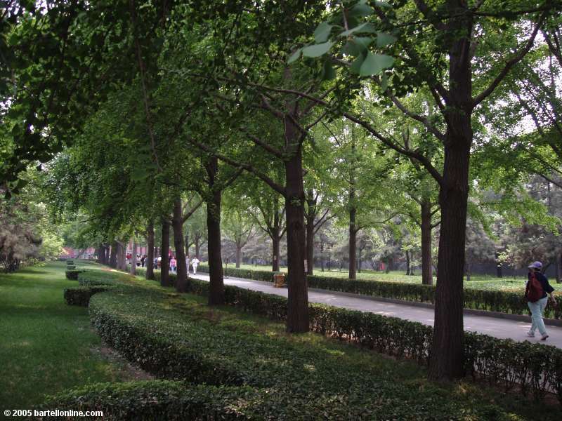 Garden in the Lama Temple (Yonghe Lamasery) in Beijing, China