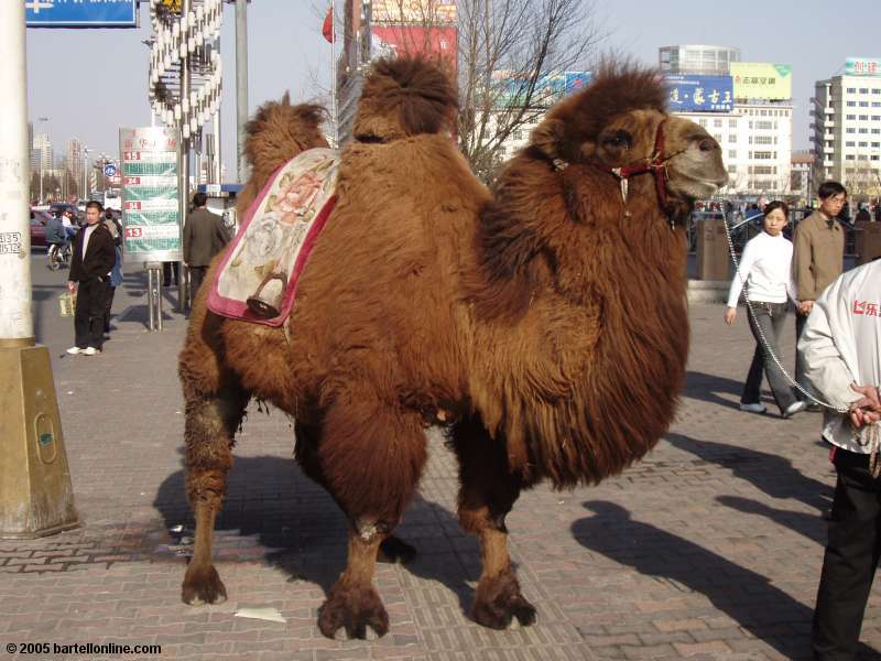 Camel on the street in downtown Hohhot, Inner Mongolia, China