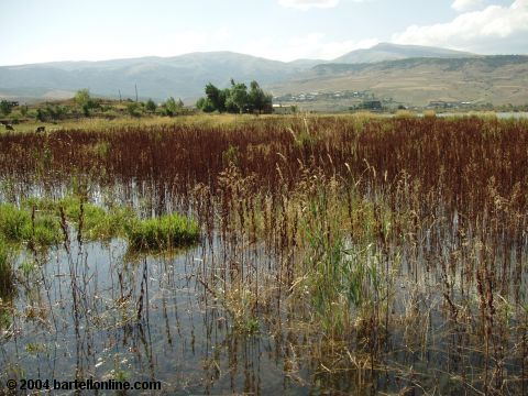 Aquatic vegetation in a lake in Hrazdan, Armenia
