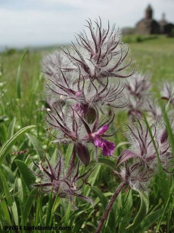 Wildflower beside Saghmosavank monastery in Artashavan, Armenia
