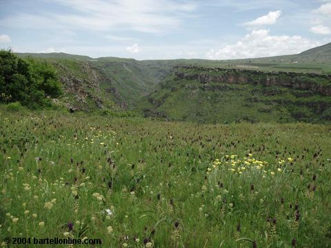 Wildflowers beside the Kasagh river gorge near Artashavat, Armenia
