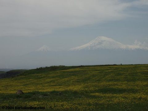 Field of wildflowers and Mt. Ararat from near Artashavan, Armenia

