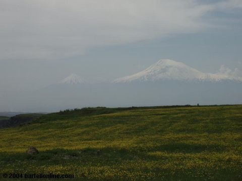 Field of wildflowers and Mt. Ararat from near Artashavan, Armenia
