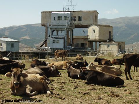 Cows resting near the world-famous pipes in Hrazdan, Armenia
