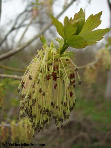 Spring blossoms in Tsitsernakaberd park, Yerevan, Armenia
