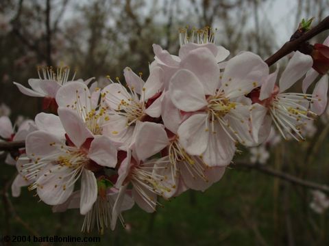 Spring blossoms in Tsitsernakaberd park, Yerevan, Armenia
