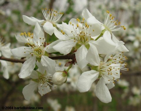 Spring blossoms in Tsitsernakaberd park, Yerevan, Armenia
