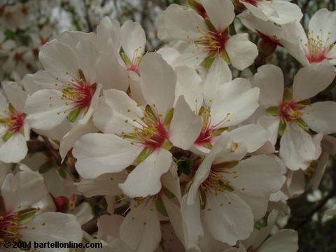 Spring blossoms in Tsitsernakaberd park, Yerevan, Armenia
