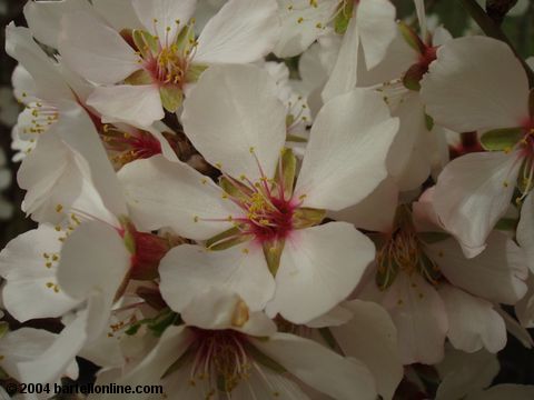 Spring blossoms in Tsitsernakaberd park, Yerevan, Armenia
