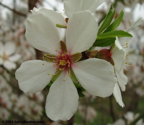 Spring blossoms in Tsitsernakaberd park, Yerevan, Armenia
