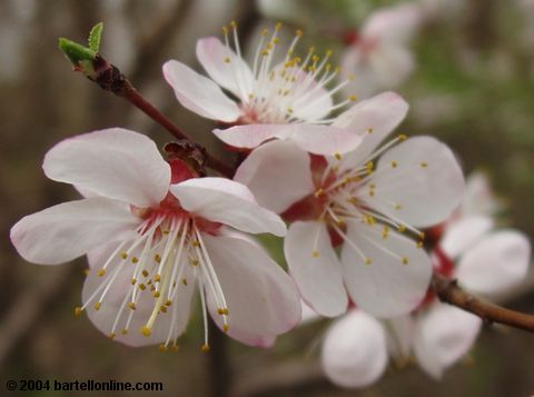 Spring blossoms in Tsitsernakaberd park, Yerevan, Armenia
