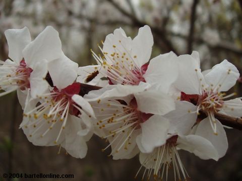 Spring blossoms in Tsitsernakaberd park, Yerevan, Armenia
