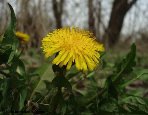 Dandelion in Tsitsernakaberd park, Yerevan, Armenia
