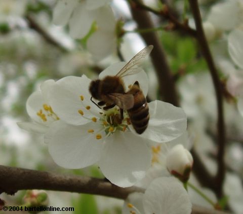 Honeybee on spring blossoms in Tsitsernakaberd park, Yerevan, Armenia
