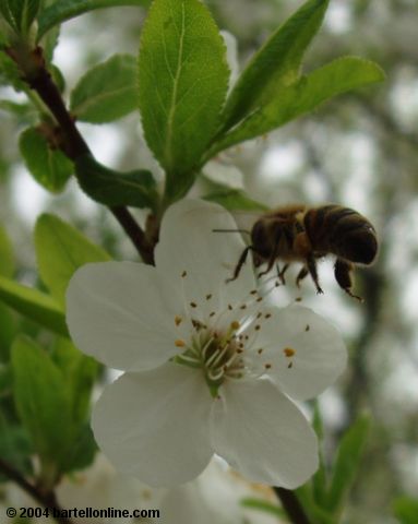 Honeybee approaching spring blossom in Tsitsernakaberd park, Yerevan, Armenia
