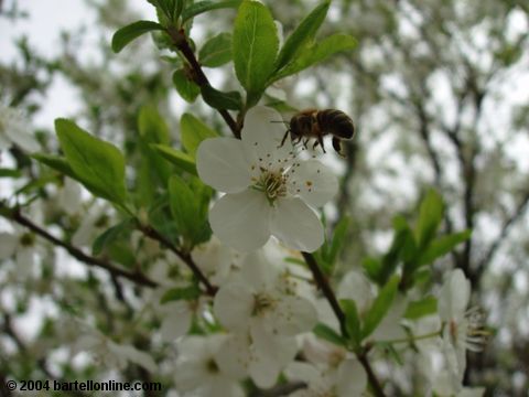 Honeybee approaching spring blossoms in Tsitsernakaberd park, Yerevan, Armenia
