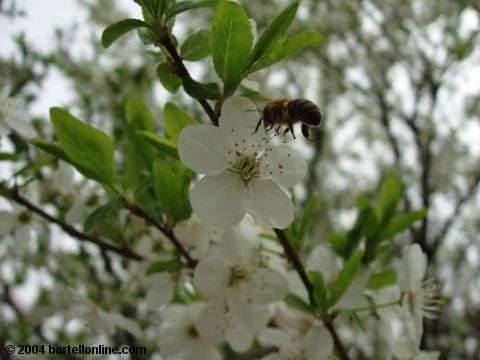 Honeybee approaching spring blossoms in Tsitsernakaberd park, Yerevan, Armenia
