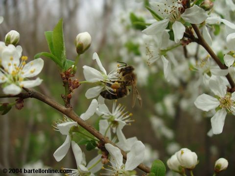 Honeybee on spring blossoms in Tsitsernakaberd park, Yerevan, Armenia
