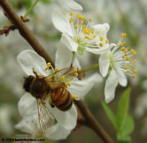 Honeybee on spring blossoms in Tsitsernakaberd park, Yerevan, Armenia
