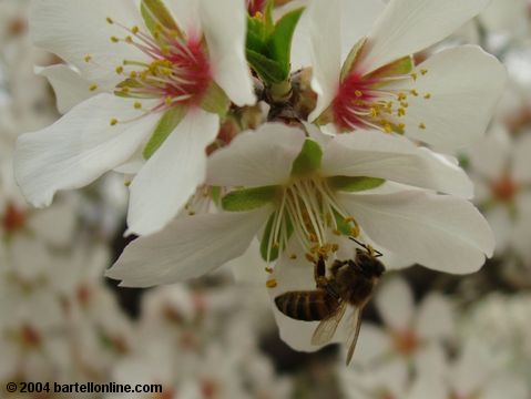 Honeybee on spring blossoms in Tsitsernakaberd park, Yerevan, Armenia
