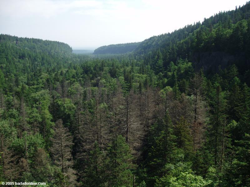 The Underground Forest in the Changbaishan Nature Preserve in Jilin, China