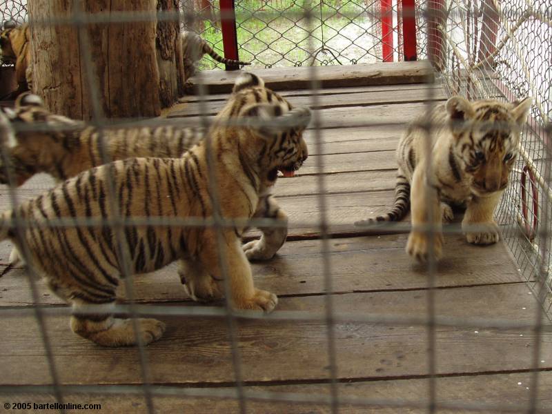 Baby tigers in Tiger Park outside the Changbaishan Nature Preserve in Jilin, China