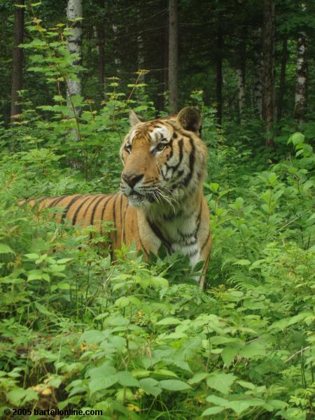 Largest tiger in Tiger Park outside the Changbaishan Nature Preserve in Jilin, China