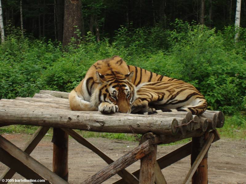Resting tiger in Tiger Park outside the Changbaishan Nature Preserve in Jilin, China