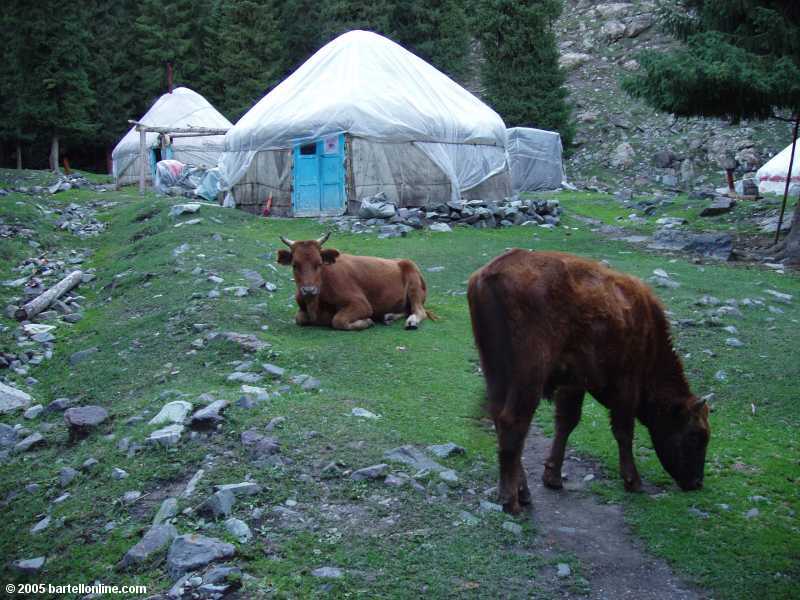 Cows graze outside Rashit's Yurts at Tianchi Lake in Xinjiang province, China