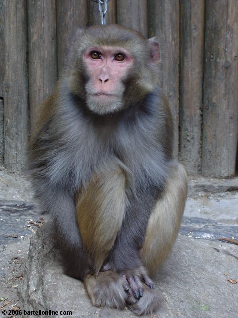 Monkey or ape chained to a building down from the end of "Cloudy Tourist Road" near Dali, Yunnan, China