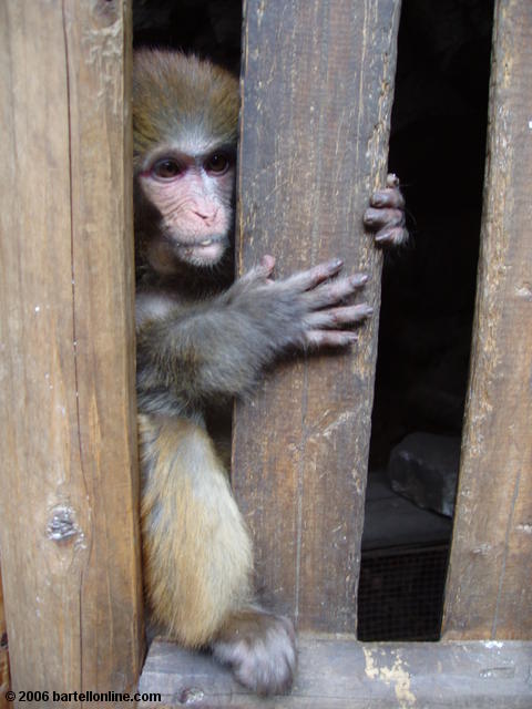 Young monkey or ape locked in a building down from the end of "Cloudy Tourist Road" near Dali, Yunnan, China