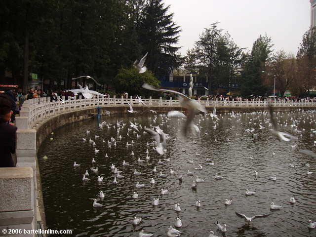 Birds swirl around Green Lake in Cuihu Park in Kunming, Yunnan, China