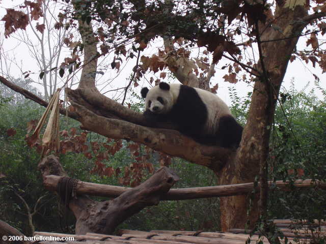Panda relaxing in a tree at the Giant Panda Breeding Research Center outside Chengdu, Sichuan, China
