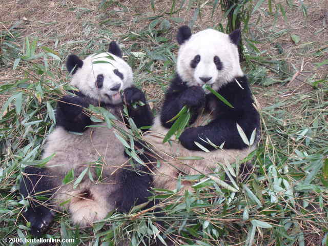 Pandas eat bamboo leaves at the Giant Panda Breeding Research Center outside Chengdu, Sichuan, China