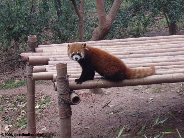 A red panda at the Giant Panda Breeding Research Center outside Chengdu, Sichuan, China