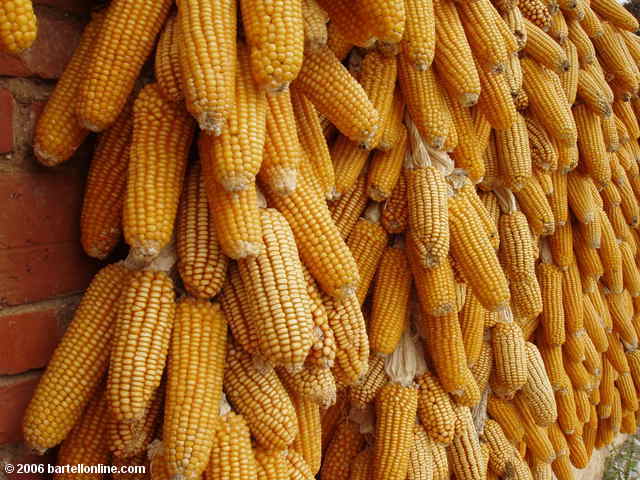 Yellow corn drying in the sun in a village at the Stone Forest near Kunming, Yunnan, China