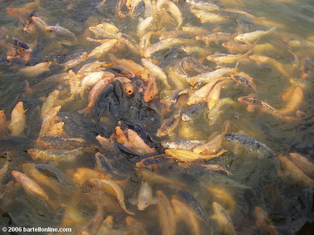 Crowded fish pond at the Stone Forest near Kunming, Yunnan, China
