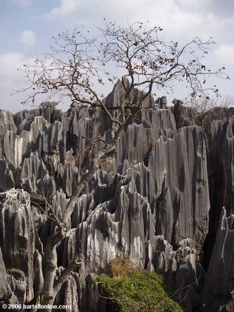 Barren tree and limestone karsts at the Stone Forest near Kunming, Yunnan, China