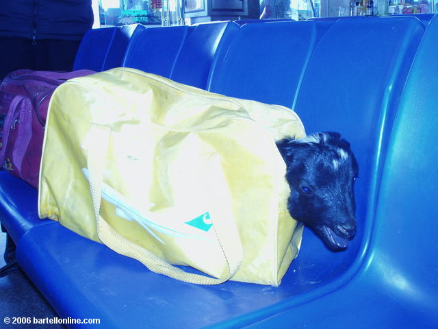 Head of a live lamb pokes out from a suitcase in the bus station in Zhongdian ("Shangri-La"), Yunnan, China